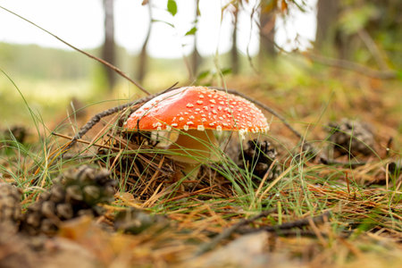 Amanita Muscaria. Red poisonous Fly Agaric mushroom in forestの写真素材