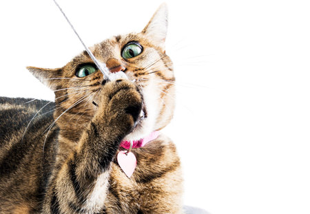 Crazy Bengal cat chews a toy mouse lying on a soft pillow. Mixed media