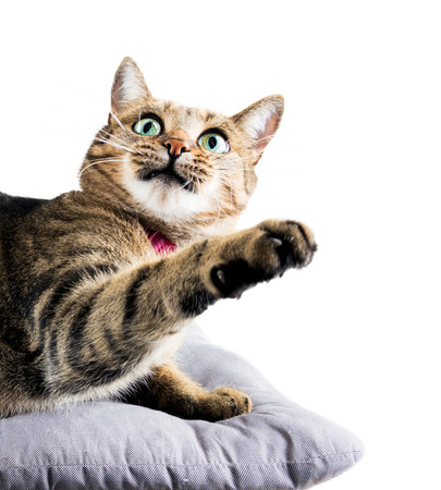 Funny Bengal cat lies on a soft pillow and playfully pulls the paw to the side. Mixed mediaの写真素材