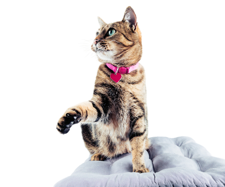 The stunning Bengal cat in the pink collar looks up. Mixed mediaの写真素材