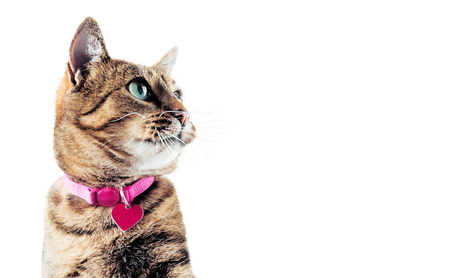 The stunning Bengal cat in the pink collar looks up. Mixed mediaの写真素材