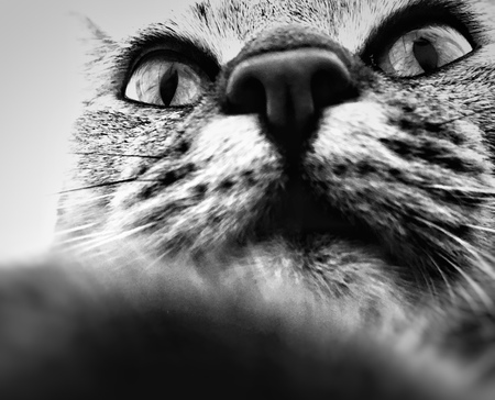 Charming domestic Bengal kitty lies in a cozy apartment. Front viewの写真素材