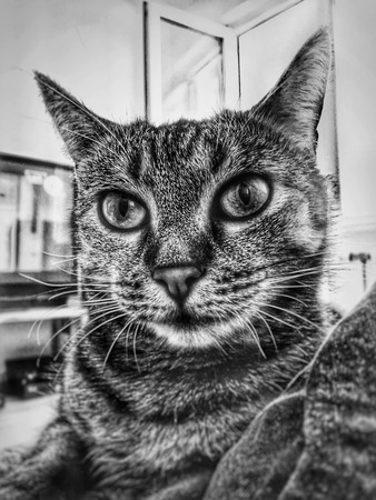 Charming domestic Bengal kitty lies in a cozy apartment. Front viewの写真素材