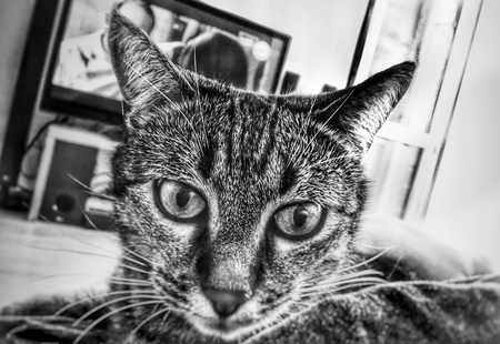 Charming domestic Bengal kitty lies in a cozy apartment. Front viewの写真素材