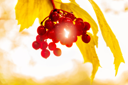 Grapes of red currant in the rays of the setting sun. Mixed mediaの写真素材