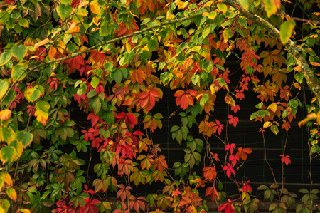 The wall of a country house with a vine. Mixed mediaの写真素材