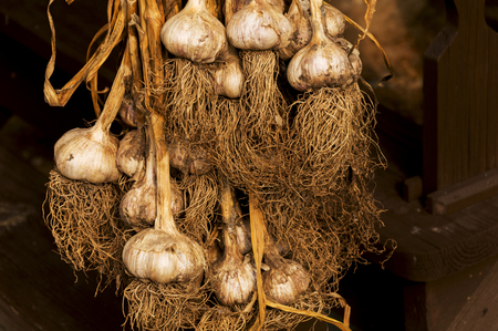 Huge garlic heads are dried in the sun. Mixed mediaの写真素材
