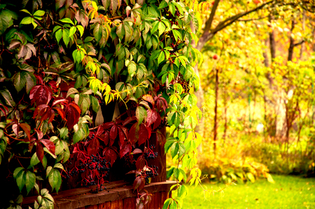 The wall of a country house with a vine. Mixed mediaの写真素材