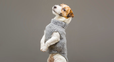 Charming Jack Russell posing in a studio in a warm gray sweater. Mixed mediaの写真素材
