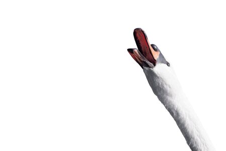 Portrait of a swan who screams on a white background. Hot News Concept. Mixed mediaの写真素材