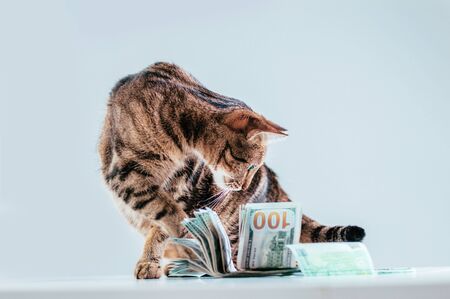 Cat on a background of a bundle of money. Animal donation concept. Mixed mediaの写真素材