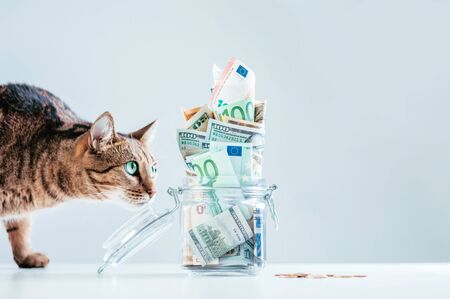 Cat posing on the background of a piggy bank. The concept of expenses for the maintenance of thoroughbred breeds of pets. Mixed mediaの写真素材