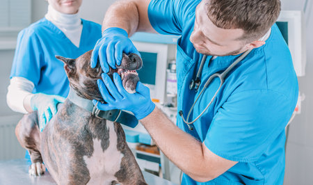 Image of a bulldog being examined at the clinic. Two doctors. Veterinary medicine concept. Taking care of pets. Mixed mediaの写真素材
