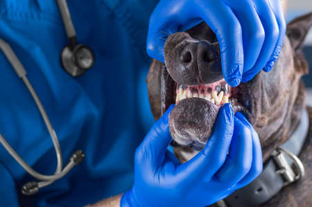 Image of a bulldog being examined by a veterinarian. Veterinary medicine concept. Taking care of pets. Mixed mediaの写真素材