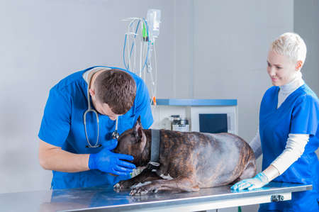 Image of a bulldog being examined at the clinic. Two doctors. Veterinary medicine concept. Taking care of pets. Mixed mediaの写真素材