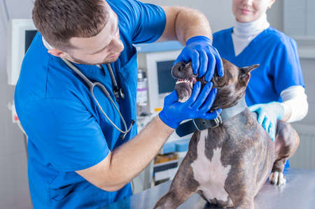 Image of a bulldog being examined at the clinic. Two doctors. Veterinary medicine concept. Taking care of pets. Mixed mediaの写真素材