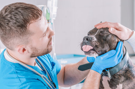 Image of a bulldog being examined by a veterinarian. Veterinary medicine concept. Taking care of...