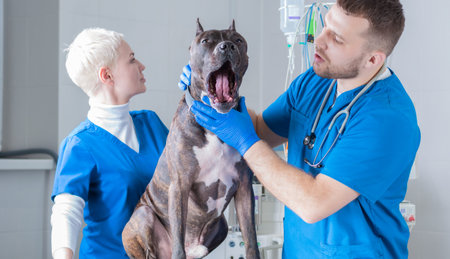 Picture of a bulldog at a vet appointment. Examination of the teeth. Surgical lookout. Veterinary...