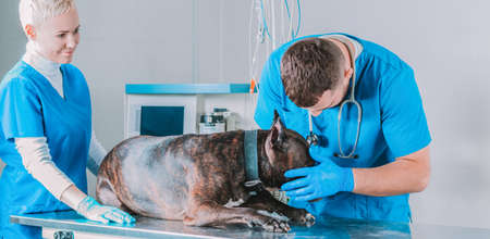 Image of a bulldog being examined at the clinic. Two doctors. Veterinary medicine concept. Taking care of pets. Mixed mediaの写真素材