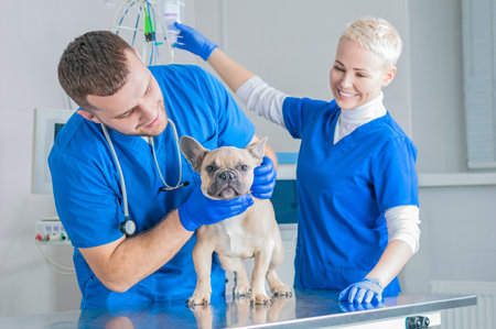 French Bulldog in a veterinary clinic. Two doctors are examining him. Veterinary medicine concept. Pedigree dogs. Mixed mediaの写真素材