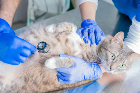 Male surgeon and a female nurse examine a pregnant cat. Veterinary and pet care concept. Mixed mediaの写真素材