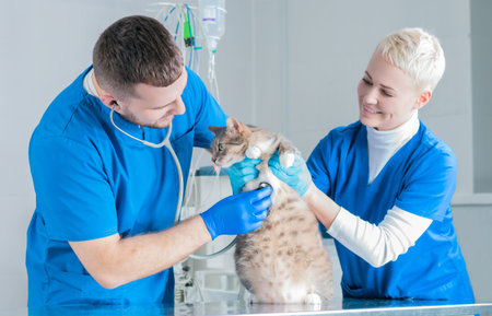 Male surgeon and a female nurse examine a fat cat on a metal table. Veterinary concept. Mixed media