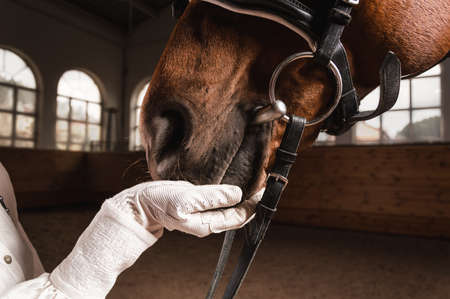 Image of a rider's hand in a glove. The jockey feeds the horse. Close up portrait. Mixed mediaの写真素材