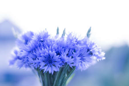 Images of a bouquet of cornflowers against the backdrop of the setting sun. Macro photography. Mixed mediaの写真素材