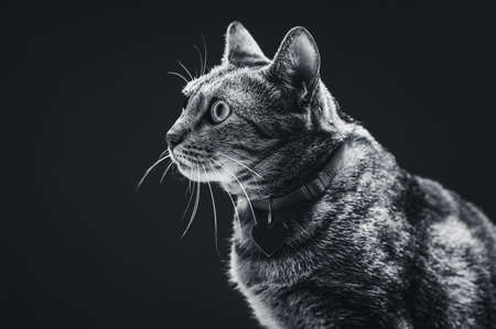 Image of a stern and angry cat. Mouse hunters. Mixed mediaの写真素材
