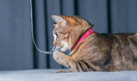 Image of a playful purebred Bengal cat in a pink collar. The concept of caring and love for pets. Mixed mediaの写真素材