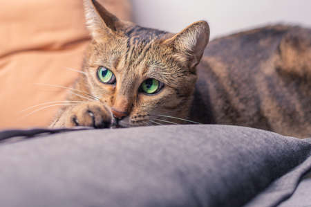 Image of a playful purebred Bengal cat in a pink collar. The concept of caring and love for pets. Mixed mediaの写真素材