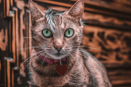 Image of a purebred Bengal cat in a pink collar with a medallion. The kitty plays with a feather. The concept of caring and love for pets. Mixed mediaの写真素材