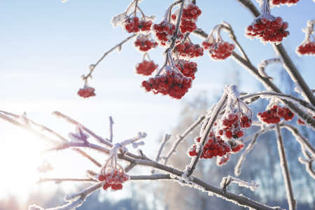 Image of snow-covered red rowan berries. High definition wallpaper concept. Mixed mediaの写真素材