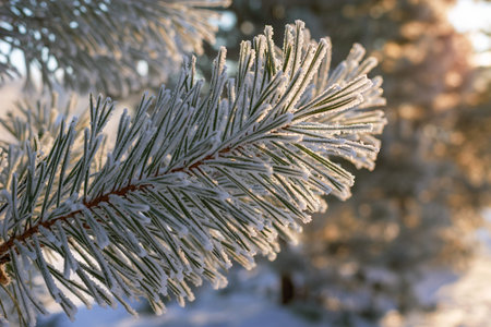 Image of snow-covered fir branches. New Year and Christmas concept. High resolution wallpapers....