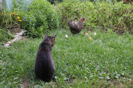The cat preys on chickensの写真素材