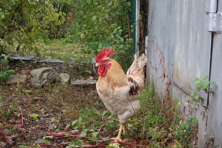 Feathered rooster in the yard