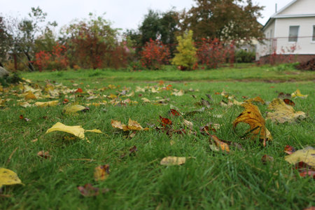 Fallen leaves on the lawn