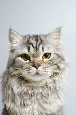 A beautiful and cute Scottish primate cat looks at the camera on a white insulator. Place for textの写真素材