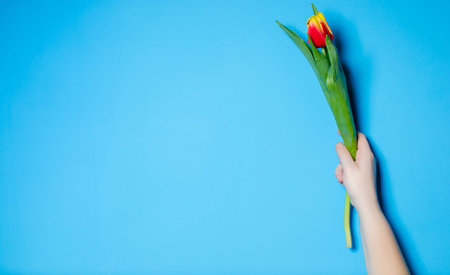 Beautiful spring tulips in a female hand. The concept of spring. Empty place for text.