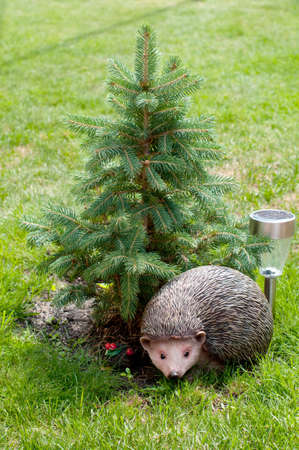 Hedgehog under a pine.の写真素材