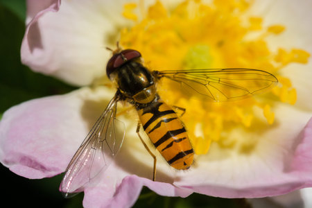 Bee at work