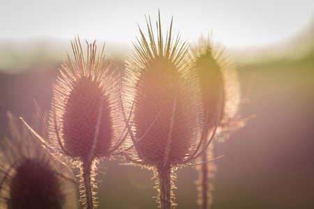Plants backlightの写真素材