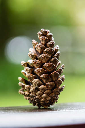 Cone detail, pine coneの写真素材