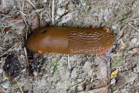 Snail on the ground