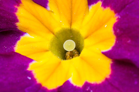 Macro of a primroseの写真素材