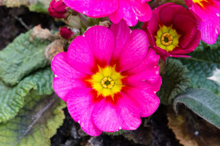 Macro of a primroseの写真素材