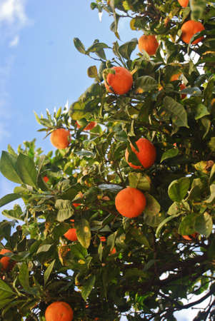 a mandarin orange tree on a sunny dayの写真素材