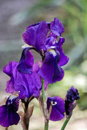 Iris croaticaの写真素材