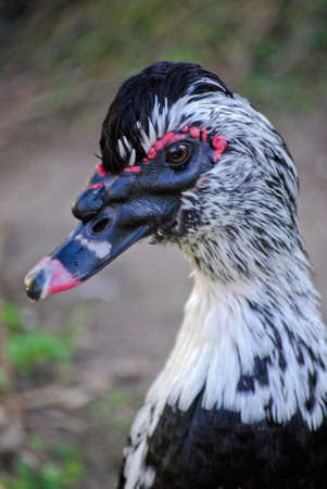 A portrait of a Muscovy drakeの写真素材