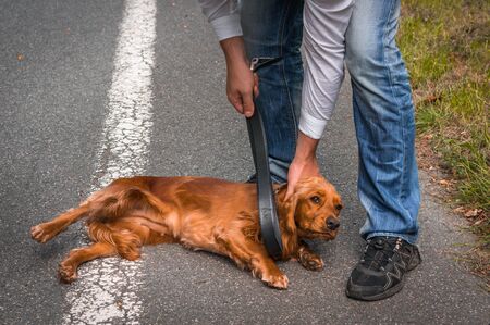 Man holds a leather belt in hand and he wants to hit the dog - dog abuseの写真素材
